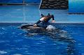 195. shamu